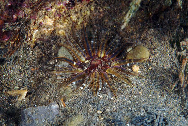 Aulactinia verrucosa